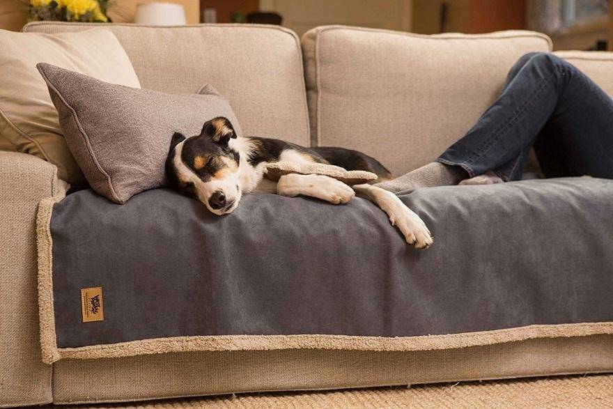 Lựa chọn ghế sofa cho nhà có thú cưng