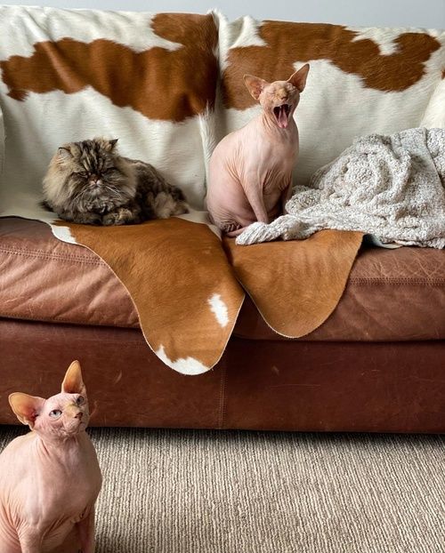 Bật mí những cách bảo vệ ghế sofa khỏi móng vuốt thú cưng