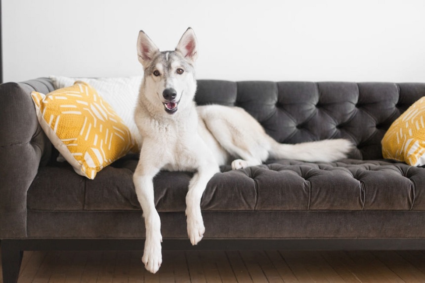 Lựa chọn vỏ bọc sofa cho nhà có thú cưng
