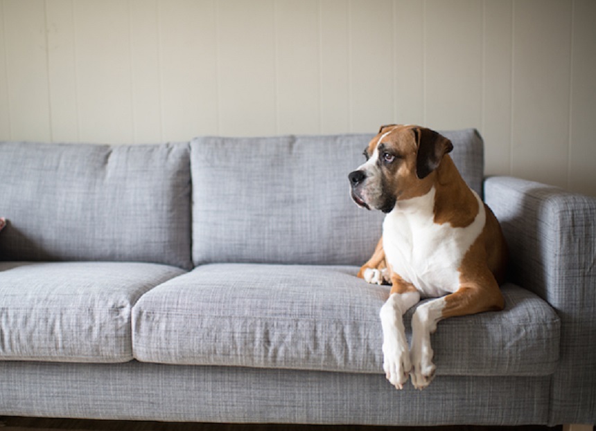 Lựa chọn ghế sofa cho nhà có thú cưng