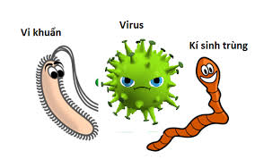 Các loại vi khuẩn