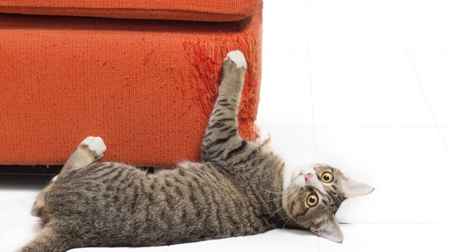 Top 7 cách để mèo không cào sofa cực đơn giản tại nhà